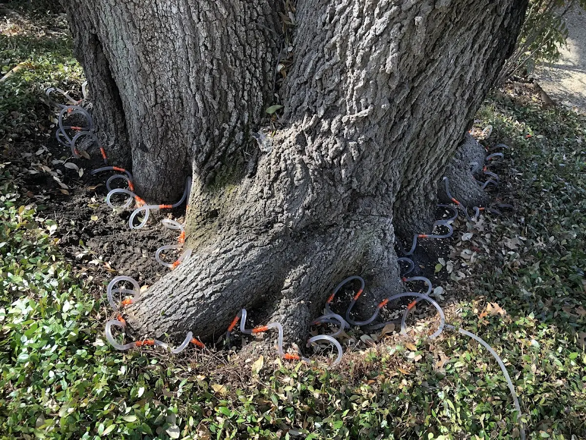 Detailed Tree Cabling and Bracing job site in Alma