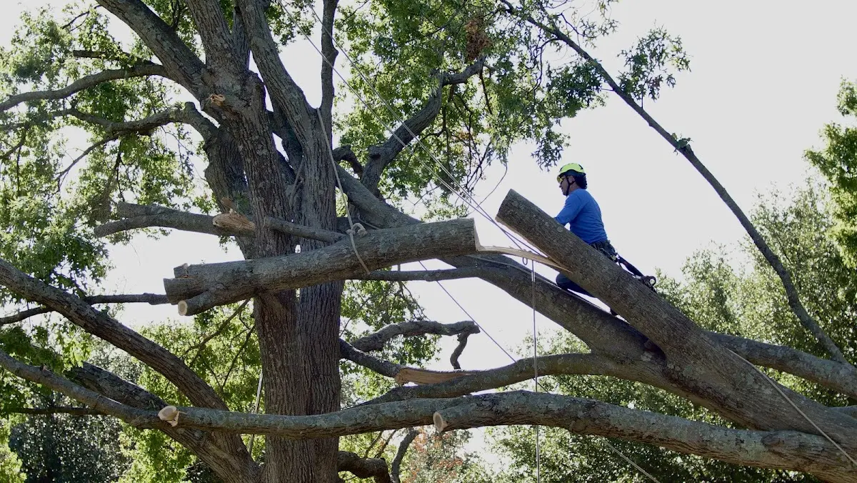 Professional Crown Thinning performed by certified arborists in Alma
